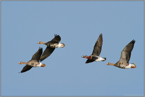 exot-am-niederrhein-rothalsgans-branta-ruficollis-51244ebe4763c0ec8242.jpeg