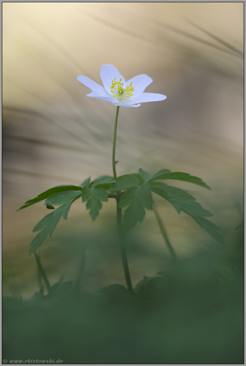 fruhling-im-wald-buschwindroschen-anemone-nemorosa-513724659c6490952023.jpeg