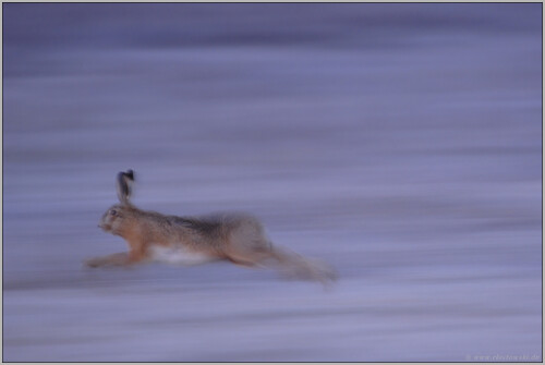 ganz-schon-schnell-feldhase-lepus-europaeus-5129a2abb8d198c9d751.jpeg