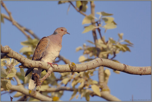 hoch-im-baum-turteltaube-streptopelia-turtur-5128be8c4ee71ddbe2bc.jpeg
