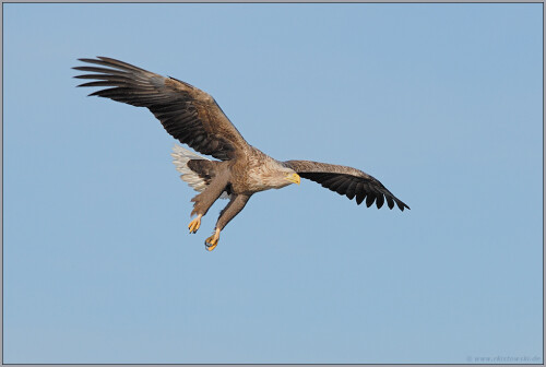 im-anflug-seeadler-haliaeetus-albicilla-5127f420cee08bd6f0f6.jpeg