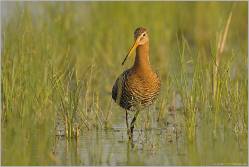 im-rostroten-brutkleid-uferschnepfe-limosa-limosa-513160b39d64ab2ed84a.jpeg