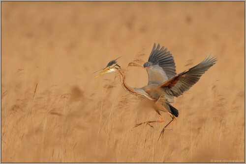 im-schilf-purpurreiher-ardea-pupurea-5125d1a0542e6ef5756e.jpeg