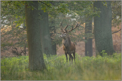 konig-des-waldes-rothirsch-cervus-elaphus-5135a3341439fef31afa.jpeg