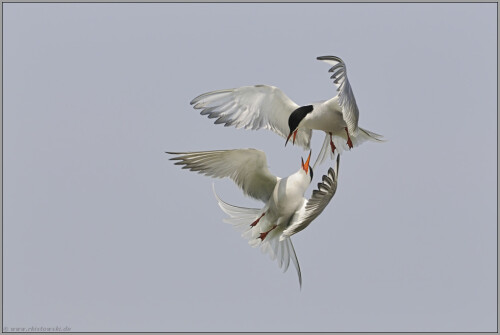 luftakrobatik-flussseeschwalben-sterna-hirundo-5139fc46a094c3d768e3.jpeg