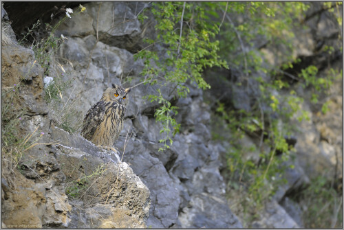 verloren-in-der-wand-uhu-bubo-bubo-514014bb7eacb082283c.jpeg