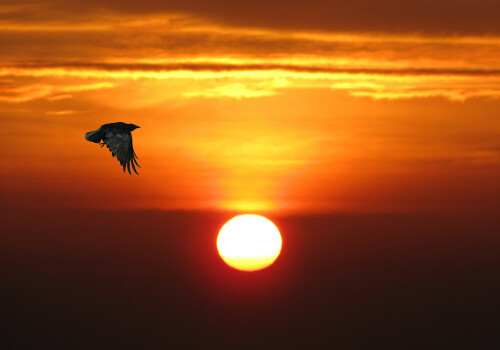 sonnenaufgang-mit-krahe-5334.jpeg