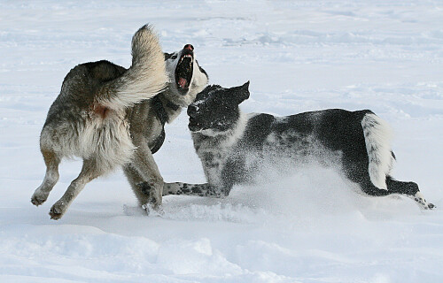spiel-im-schnee-5345.jpeg