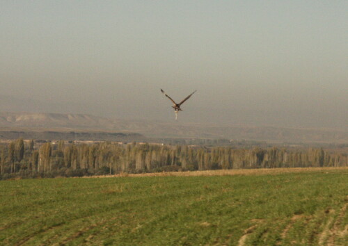 greifvogel-mit-schlange-5274.jpeg