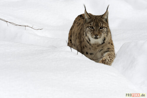 luchs-tier-des-jahres-2011-5301bff0a41f0a93f4e2.jpeg