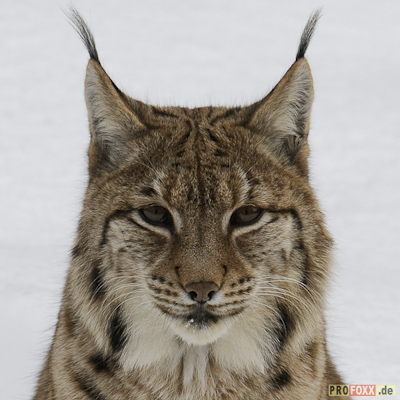 luchs-tier-des-jahres-2011-53021e53464a5e823ad5.jpeg