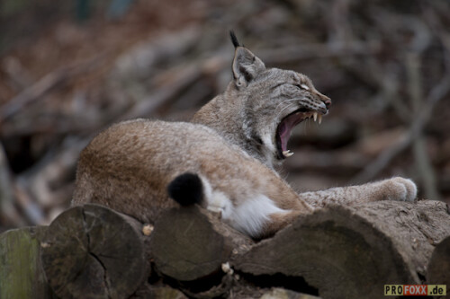 luchs-tier-des-jahres-2011-53032a6c117aaa3ad4e4.jpeg