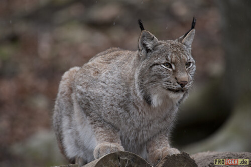 luchs-tier-des-jahres-2011-5304b8b2f855a8289840.jpeg