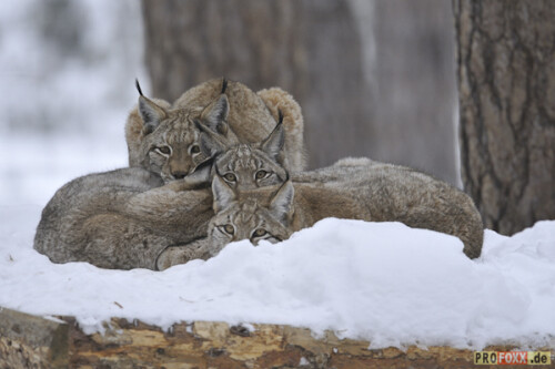 luchs-tier-des-jahres-2011-53058dbb4daa95d2d285.jpeg