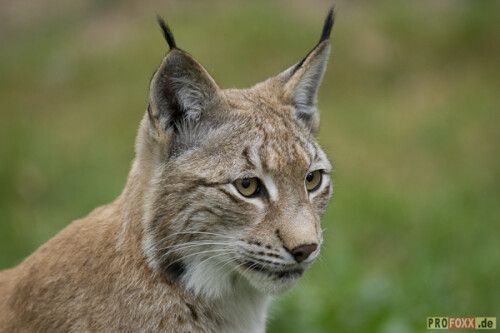 luchs-tier-des-jahres-2011-5306ef2a31bf003b8e1c.jpeg