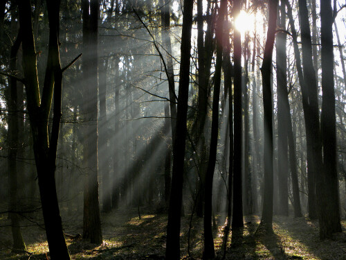 morgenlicht-5484.jpeg