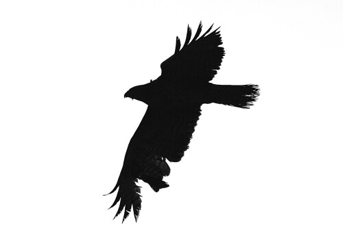 seeadler-auf-helgoland-jan-11-5583.jpeg