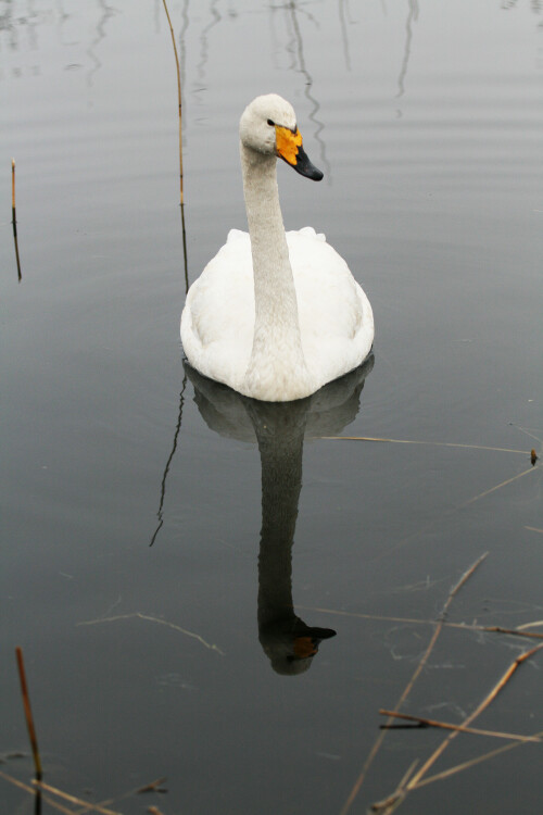 singschwan-auf-helgoland-jan-11-5585.jpeg