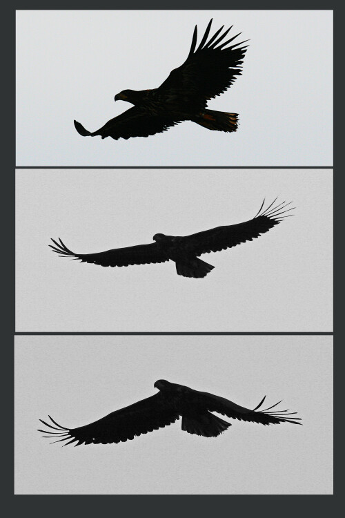 seeadler-auf-helgoland-jan-11-5581.jpeg