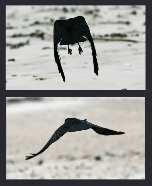 krahe-im-flug-von-hinten-5587.jpeg