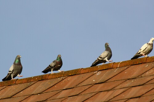 spaziergang-am-dach-5566.jpeg