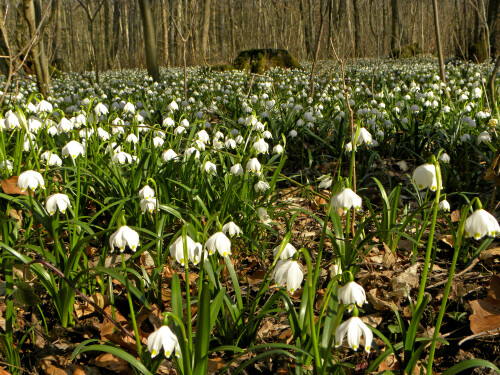 marzenbecherwald-5736.jpeg