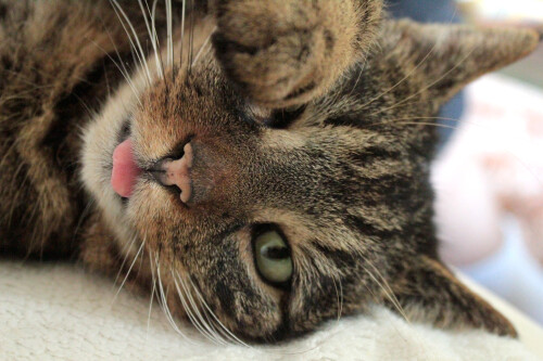 die-vertraumte-katze-5959.jpeg