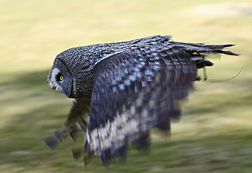 bartkauz-im-flug-5771.jpeg