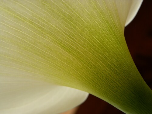 calla-5865994b0bbf8162c3c6.jpeg