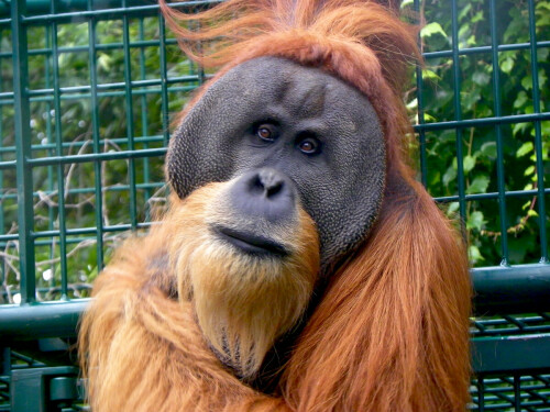 orang-utan-5814.jpeg