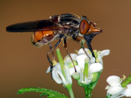 schnauzen-schwebfliege-rhingia-campestris-7919.jpeg