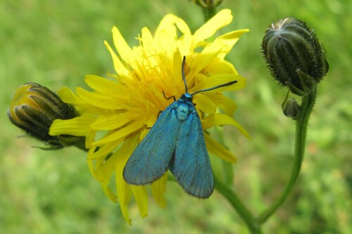 schmetterling-grunwidderchen-6093e64eb7cc3d4114aa.jpeg