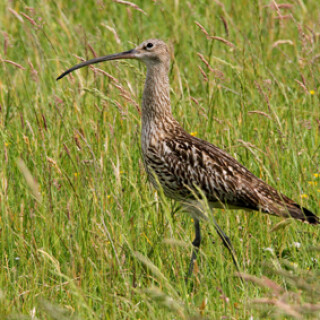 brachvogel-in-wiese-5970.jpeg