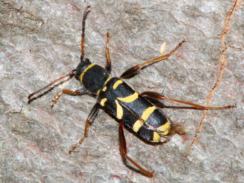 widderbock-clytus-arietis-7918.jpeg