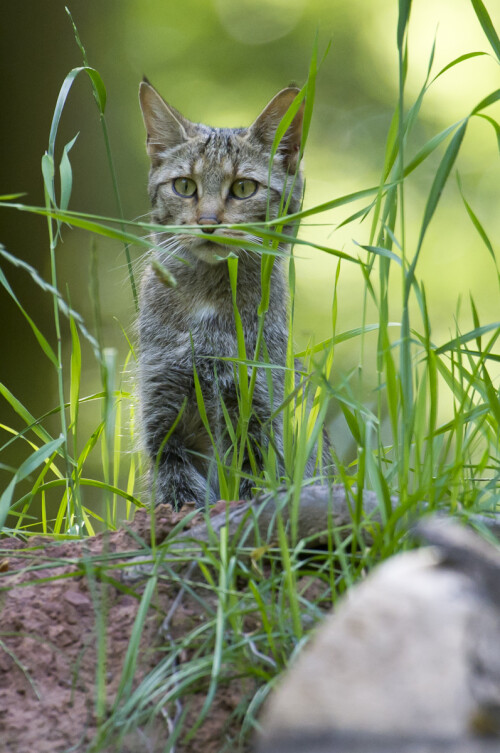 wildkatze-61821e097cc010da7e5a.jpeg