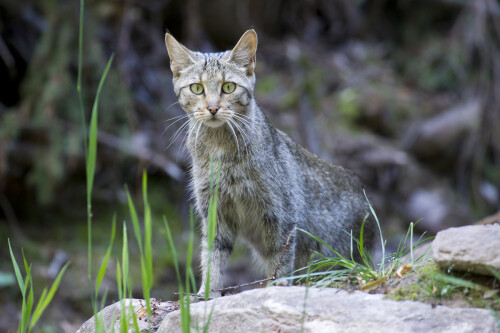 wildkatze-61839eaf139ae407b2ff.jpeg