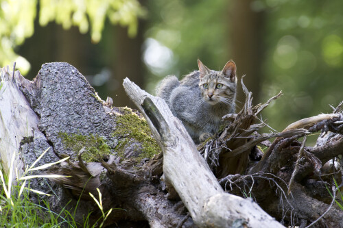 wildkatze-6184583da49bdc7a28c9.jpeg