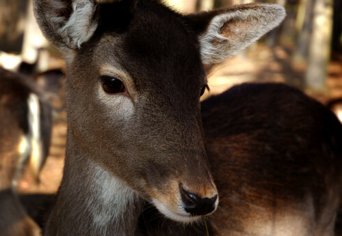 damwild-62433f66c0aa42905ec2.jpeg