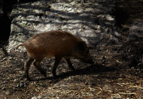 wildschwein-6241ceb83820aa9913c9.jpeg