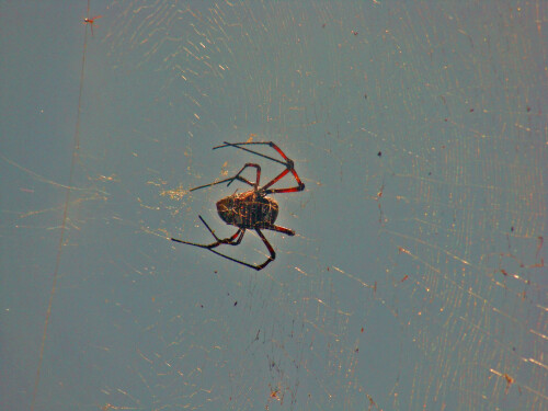 colours-of-a-spider-6280.jpeg