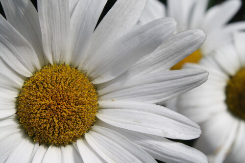 margeriten-63421d15f71d06b3d6fd.jpeg