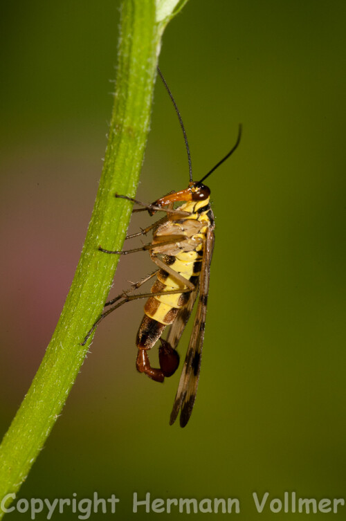 skorpionsfliege-63157314cbd3540f70da.jpeg