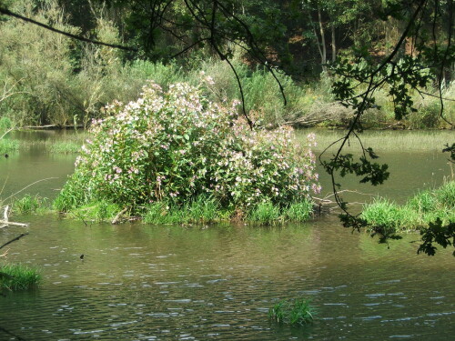 scha-ne-biberburg-732582c034f8fd6f3082.jpeg