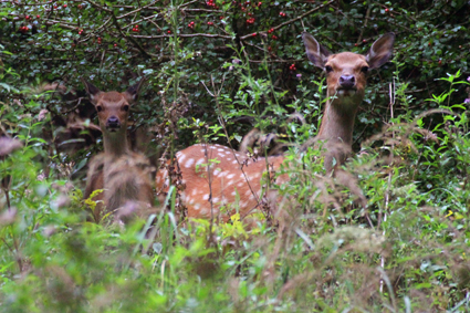 

Aufnameort: d arnsberger wald
