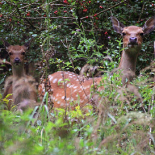 sika-mit-kalb-6398.jpeg