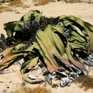 welwitschia-1500-jahre-alt-6823.jpeg