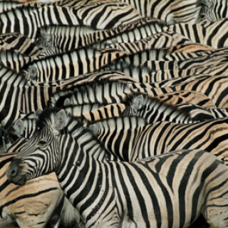 steppenzebras-trinken-6531.jpeg