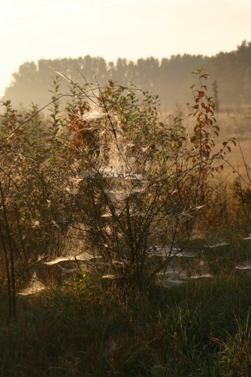 spinnennetze-65954471ab26cd239e73.jpeg