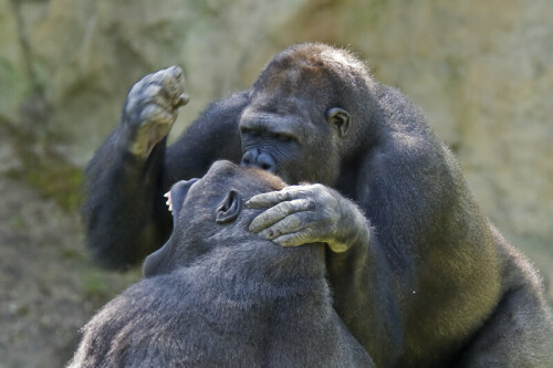 gorillakampf-6570ae066ea0dfda1227.jpeg