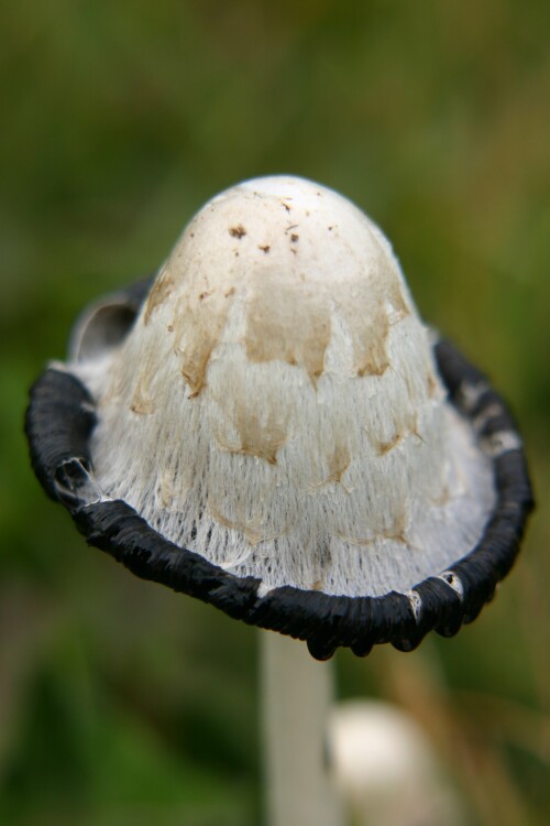 pilz-659672ae47797d253b98.jpeg